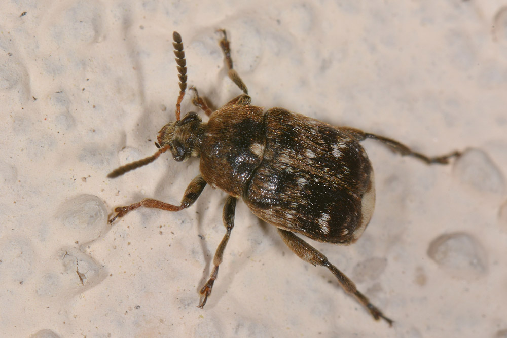 Chrysomelidae Bruchinae:   Bruchus pisorum